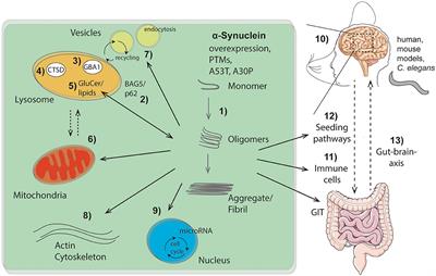 Editorial: Intracellular Mechanisms of α-Synuclein Processing